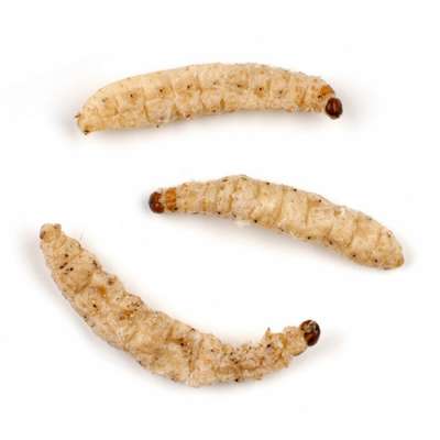 Bamboo Worm Bird food Frozen worm Fried worm food