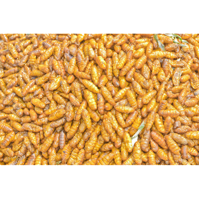 Silkworm Pupa Delicius food Pupae Frozen silkworm Pupa Dry silkworm