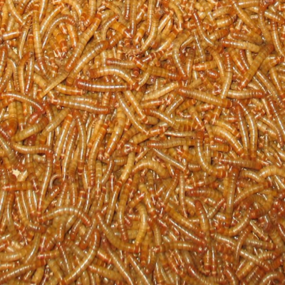 Live/Dry Mealworm bird Food Chicken fish